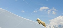 Белый волк на склоне