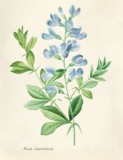 Rosa centifolia - Редуте, Пьер-Жозеф