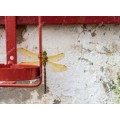 Златокрылая стрекоза - Сток