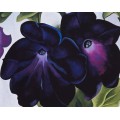 Черная с фиолетовым петуния - О'Кифф, Джорджия