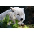 Белый волк Гудзонова залива