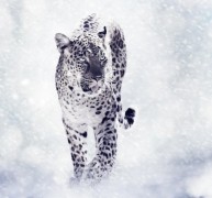 Леопард в снегу - Сток