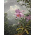 Картина Колибри, сидящая на орхидее - Хед, Мартин Джонсон