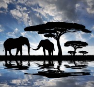 Слоны под деревом - Сток