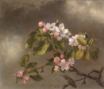 Колибри на ветви цветущей яблони - Хед, Мартин Джонсон
