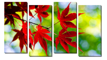 Красные листья на зеленом