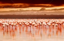 Африканские фламинго на закате