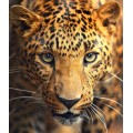 Глаза леопарда - Сток