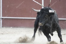 Боевой бык - Сток