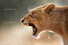 Львица в гневе - Сток