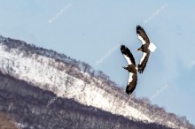 Полет морских орлов - Сток