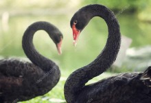 Сердце черных лебедей - Сток