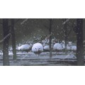 Овцы-демоны в зимнем лесу