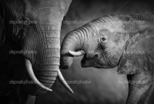 Слоненок с мамой - Сток