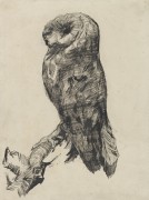 Сипуха при взгляде сбоку (Barn Owl Viewed from the Side), 1887 - Гог, Винсент ван
