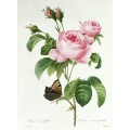 Роза (Rosa Centifolia) - Редуте, Пьер-Жозеф