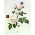 Бенгальская роза (Rosa Bengale) - Редуте, Пьер-Жозеф