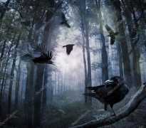 Вороны в лесу