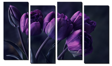 Фиолетовые тюльпаны