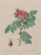Камчатская роза - Редуте, Пьер-Жозеф