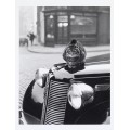 Греющийся кот, Айлингтон, Лондон, 1950 - Хопкинс, Годфри Терстон
