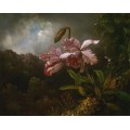 Орхидея в джунглях - Хед, Мартин Джонсон