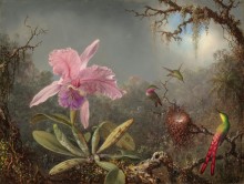 Картина Орхидея Каттлея и три колибри - Хед, Мартин Джонсон