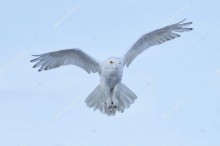 Полет полярной совы - Сток