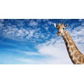 Очень высокий жираф - Сток
