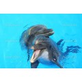 Смеющиеся дельфины - Сток