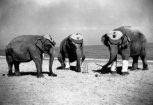 Слоны играют в пляжный крикет