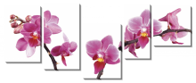 Ветки с орхидеями