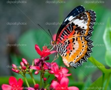 Бабочка на красном цветке