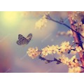 Бабочка и цветущая вишня
