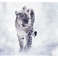 Леопард в снегу - Сток