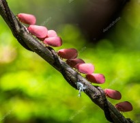 Удивительные розовые цикады - Сток