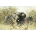 Слоны в терновых кустах - Шеперд, Девид (20 век)