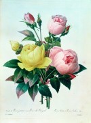 Розы (Rosa Lutea and Rosa Indica) - Редуте, Пьер-Жозеф