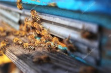 Пчелы у входа в улей - Сток