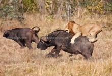 Охота на буйвола - Сток