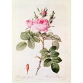 Роза (Rosa Bifera Officinalis) - Редуте, Пьер-Жозеф