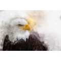 американский орел - Сток