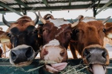 Три коровьи красавицы - Сток