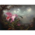Орхидея и колибри - Хед, Мартин Джонсон