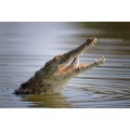 Крокодил на рыбалке - Сток