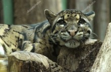 Дымчатый леопард - Сток