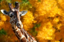 Осенний жираф - Сток