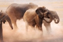 Слоники в пыли - Сток