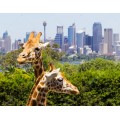 Жирафы в Сиднее - Сток