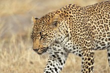 Преследующий леопард - Сток